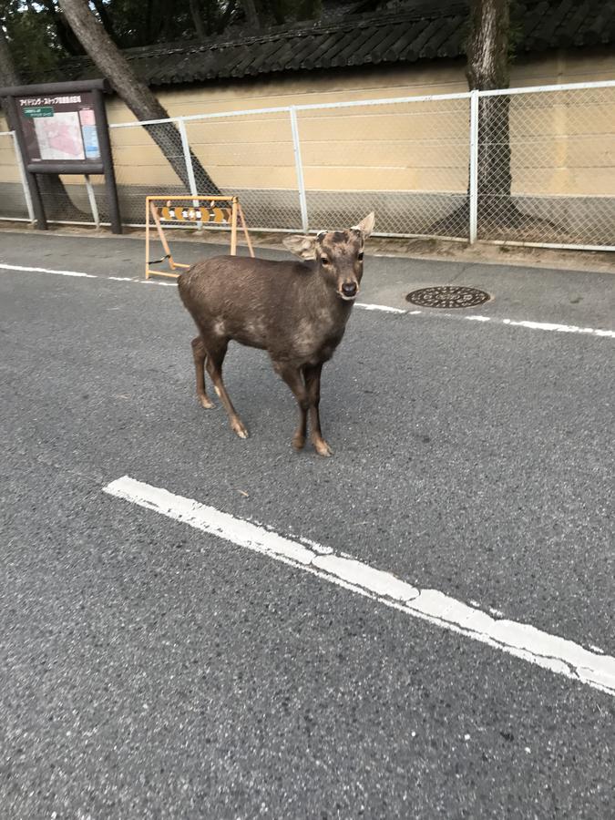 Guest House One More Heart At Nara Shii Экстерьер фото